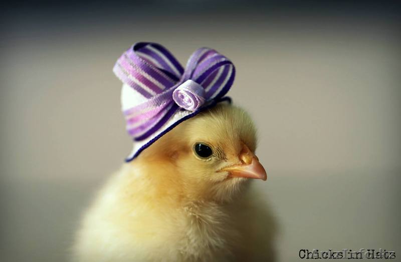 продам цыплятперепелов кур утят разных пород на заказ,услуги инкубатора, пищевые - Изображение #1, Объявление #1150333