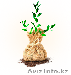 Реализация саженцев фруктовых деревьев - Изображение #1, Объявление #1152696