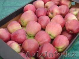 ЯБЛОКИ от польского производителя,Skype:tatianapolishfruits - Изображение #1, Объявление #1144901