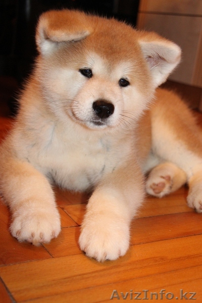 АКИТА-ину щенок (алиментный) - Изображение #1, Объявление #1153552
