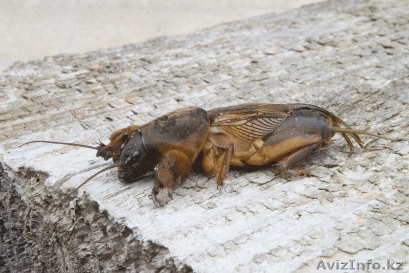 Сушенная медведка против туберкулеза - Изображение #1, Объявление #1142090