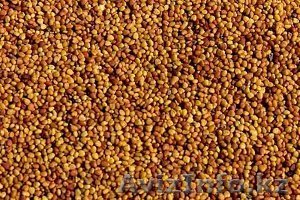 Семена клевер (3 т) - Изображение #1, Объявление #1168490