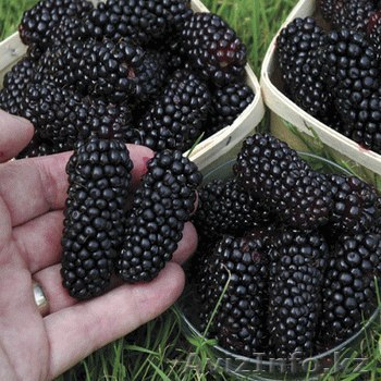 Ежевика, саженцы оптом и в розницу. - Изображение #1, Объявление #1156258