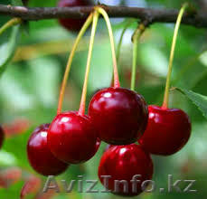 Посадочный материал, вишня (саженцы)  - Изображение #1, Объявление #1156256