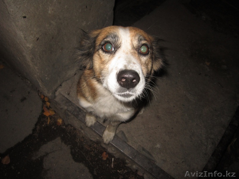 Отдам собаку в добрые, хорошие руки! - Изображение #1, Объявление #1168524