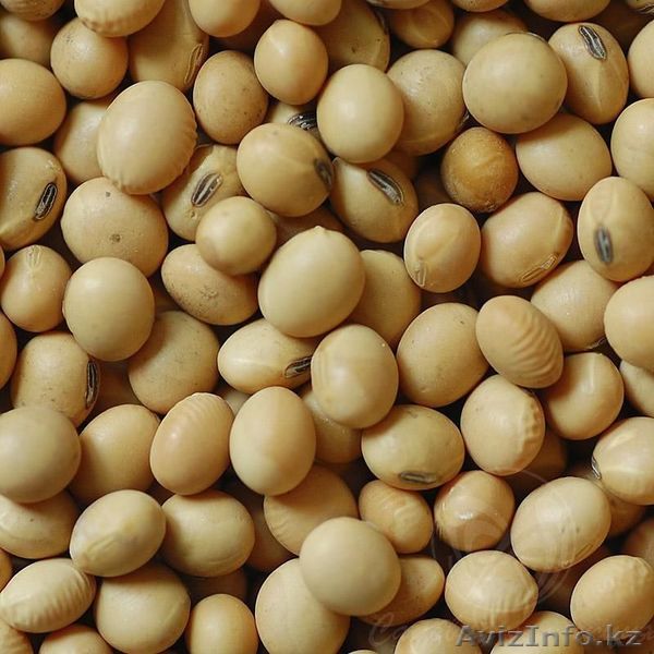 Продам сою со склада  - Изображение #1, Объявление #1169383