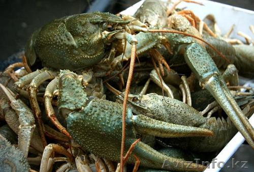 Живые раки Aлматы оптом! - Изображение #1, Объявление #1172707