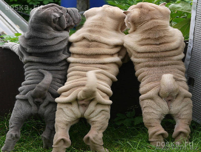 шарпее редких окрасов - Изображение #1, Объявление #1179894