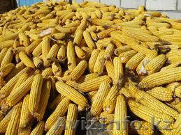 Продам Кукурузу в початках в Алматы - Изображение #1, Объявление #1176903