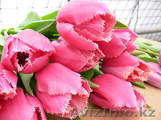 Луковицы тюльпанов оптом - Изображение #1, Объявление #1170253