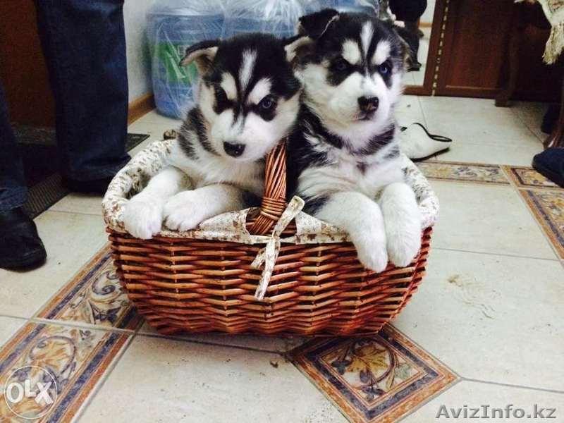 Продаются щенки Сибирский Хаски - Изображение #1, Объявление #1185269