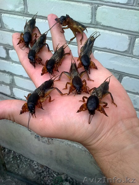 Продам медведки  5000тг - Изображение #1, Объявление #1205009