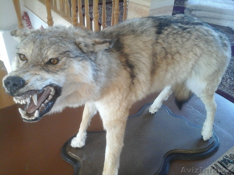 Продам чучело Волка, срочно - Изображение #1, Объявление #1201176