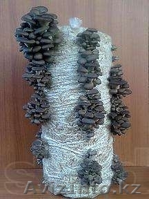 Грибы вешенка, организую для вас грибную теплицу, мицелии, блоки - Изображение #1, Объявление #1204990