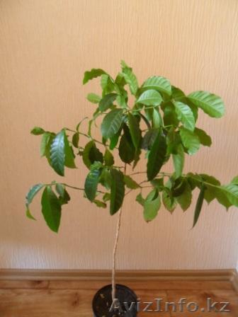 Кофе "Арабика".  - Изображение #1, Объявление #1199160