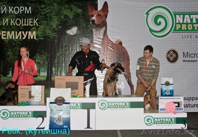 Дрессировка собак в Алматы - Изображение #1, Объявление #1210744