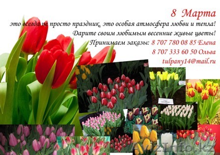 Доставка тюльпанов на 8 Марта - Изображение #1, Объявление #1222229