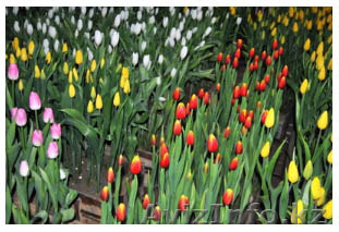 ТЮЛЬПАНЫ К 8 МАРТА!!!оптом! - Изображение #1, Объявление #1223028