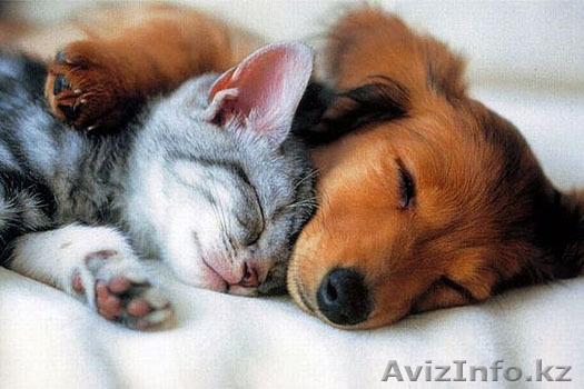 Передержка домашних животных - Изображение #1, Объявление #1226180