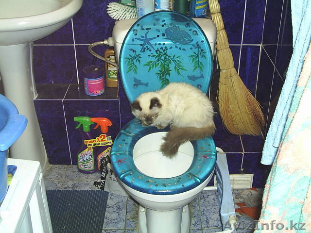 Вызов сантехника в Алматы - Изображение #1, Объявление #1071113