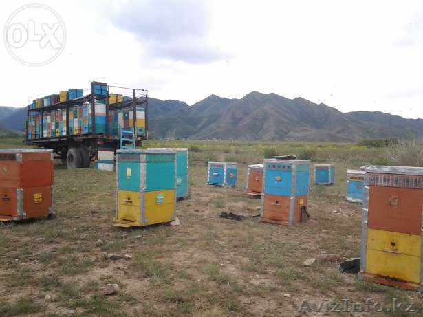 Нужен помощник (можно семейную пару)! - Изображение #1, Объявление #1253508