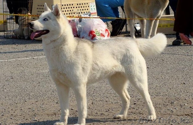 Девочка сибирский хаски  - Изображение #1, Объявление #1249605