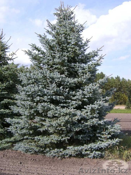 Ели, Сосны, Елки - Изображение #1, Объявление #1251486