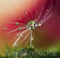  Восстановление и похудение. Индивидуальный подход. - Изображение #1, Объявление #1263609