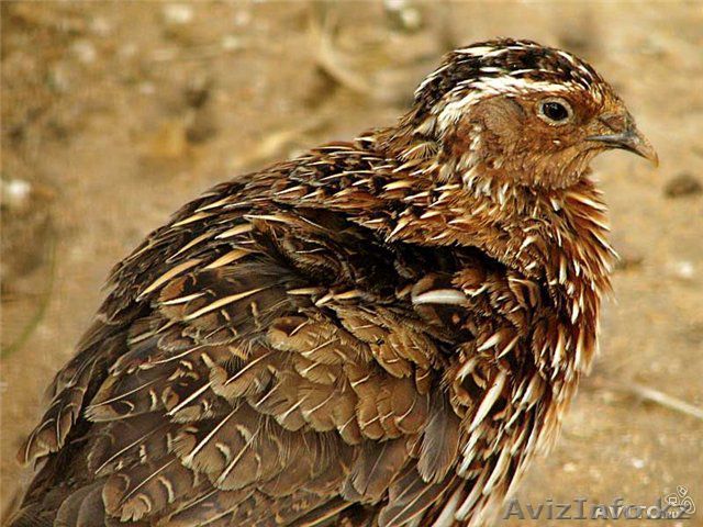 Продам перепелов по доступной цене! - Изображение #1, Объявление #1264812