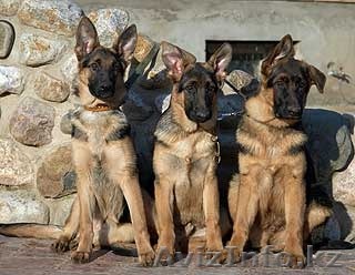 Продам 5 -месячных щенков Немецкой овчарки - Изображение #1, Объявление #1267534
