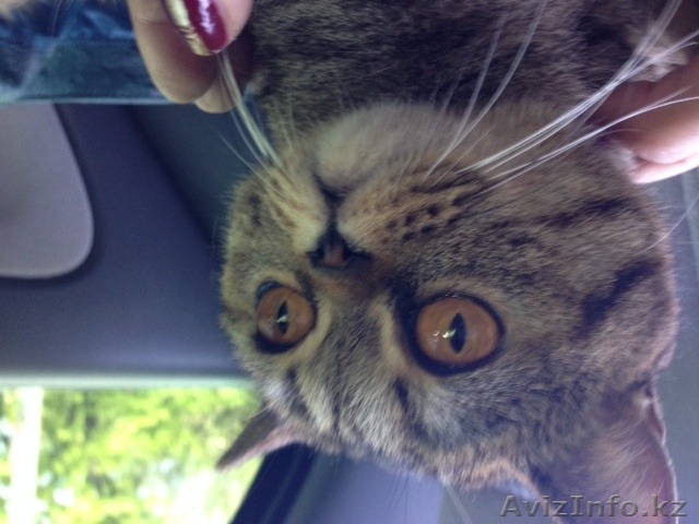 Британская кошка - Изображение #1, Объявление #1261598