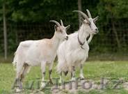 продается свежее козье молоко - Изображение #1, Объявление #1264786