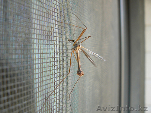 Москитные сетки по самым доступным и лучшим ценам!!! - Изображение #1, Объявление #1269352