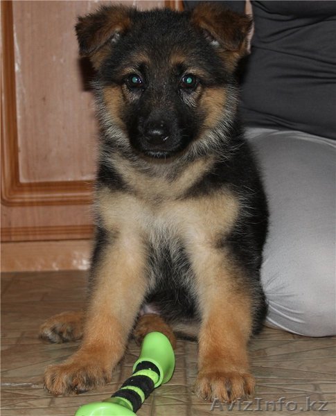 Очаровательные немецкой овчарки щенки  - Изображение #1, Объявление #1282581