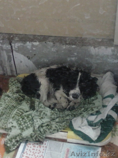 НАСТОЯЩИЙ ПОРОДИСТЫЙ АНГЛИЙСКИЙ СПРИНГЕР СПАНИЭЛЬ!  - Изображение #1, Объявление #1275233