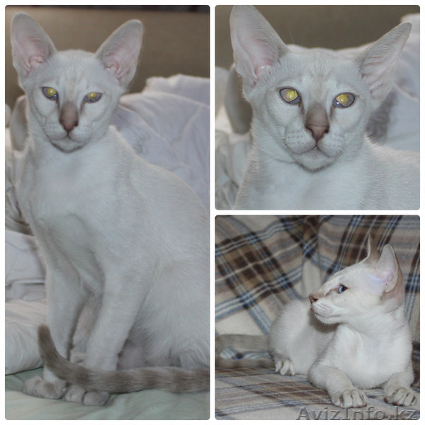 Сиамский котик с отличной родословной - Изображение #1, Объявление #1277830