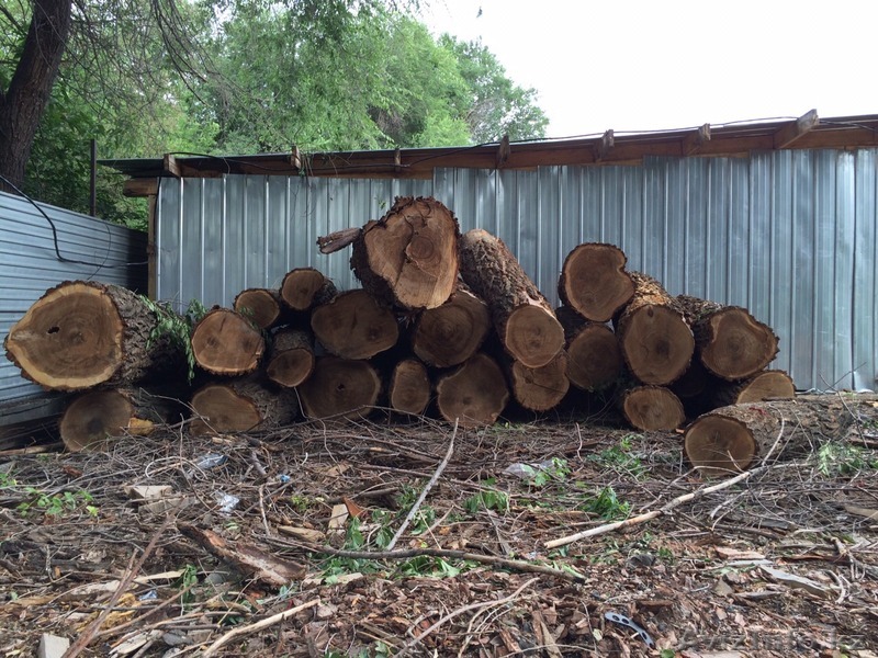 Куплю Дуб, кругляк. - Изображение #1, Объявление #1282407