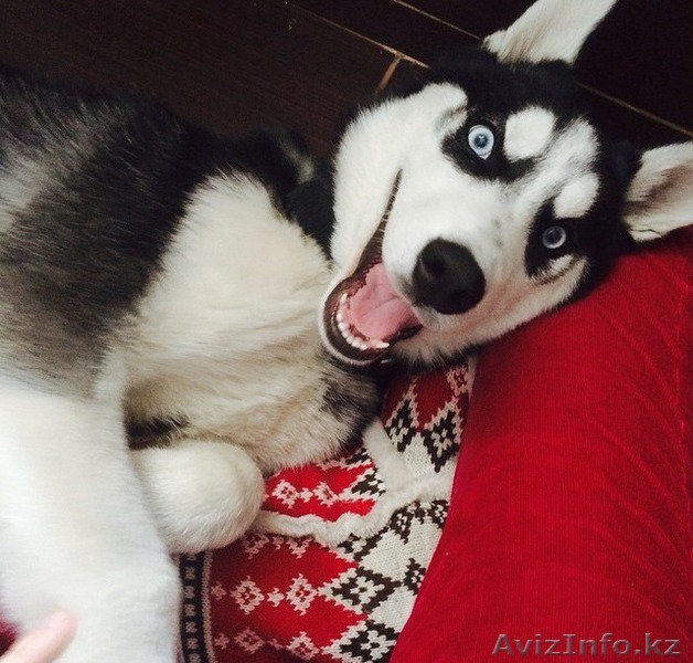  Продам чистокровного хаски, 8 месяцев - Изображение #1, Объявление #1282724