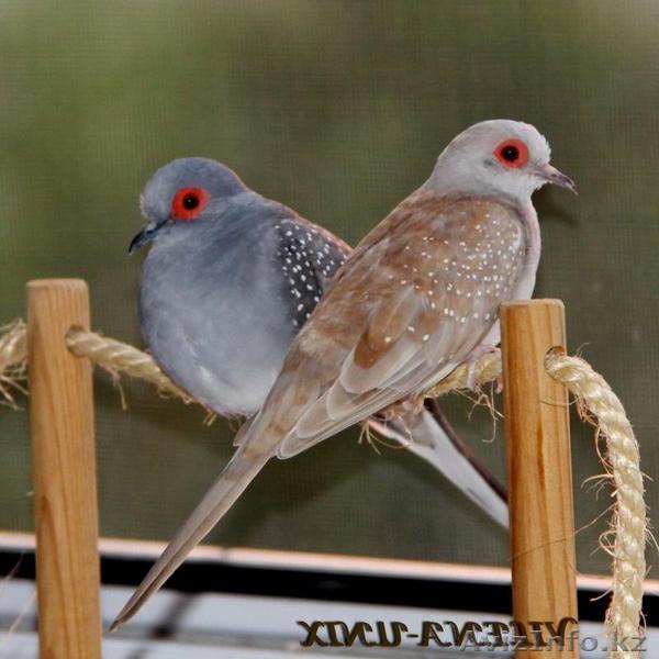 Австралийские бриллиантовые горлицы - Изображение #1, Объявление #1287478