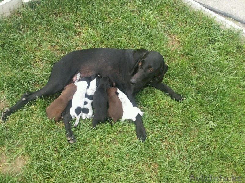 щенков Курцхаара - Изображение #1, Объявление #1293946