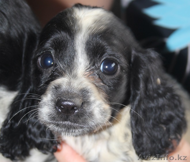 Щенки охотничьего спаниеля  - Изображение #1, Объявление #1285058