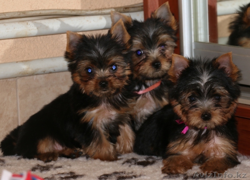Щенки Йорка от родителей Чемпионов - Изображение #1, Объявление #1300801