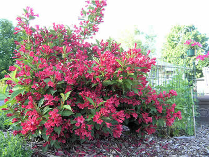 Хвойные и декоративные растения ! - Изображение #1, Объявление #1299402