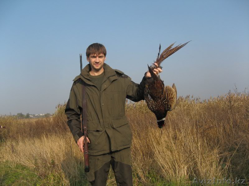 Охота на фазанов и келиков недалеко от Алматы - Изображение #1, Объявление #1306933