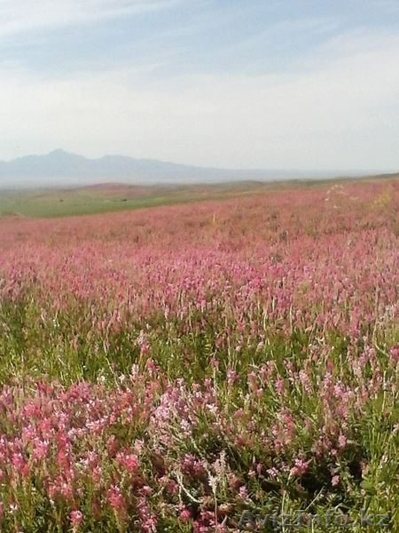 Семена эспорцета. - Изображение #1, Объявление #1300239