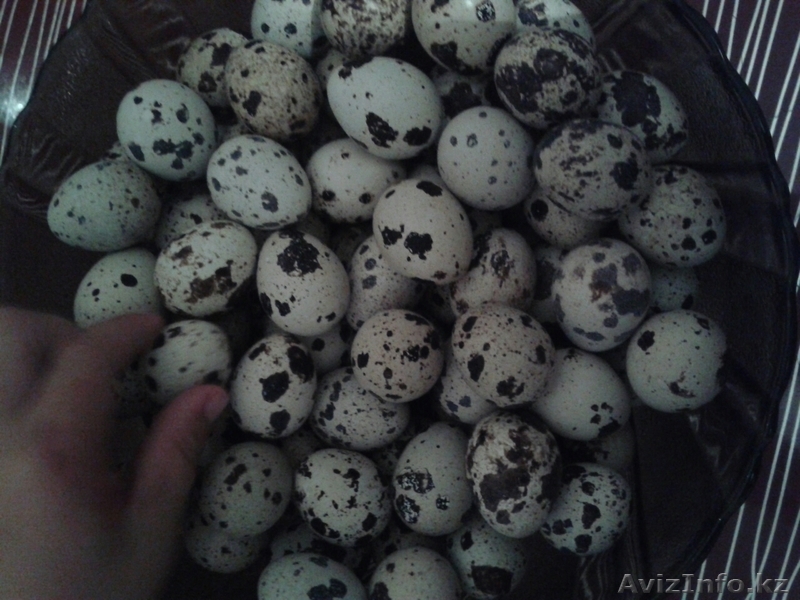 Яйцо линоеперепе - Изображение #1, Объявление #1297722