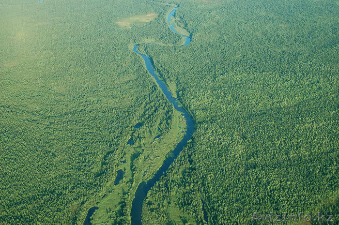 Семена лиственницы лиственница сибирская - Изображение #1, Объявление #1315378