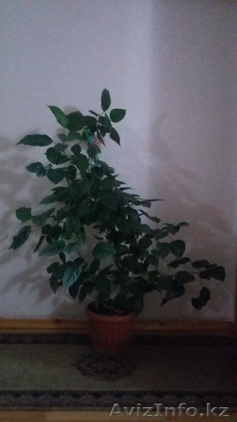 Продам комнатное растение "Китайская роза". - Изображение #1, Объявление #1311952