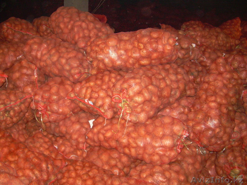 Картофель Гала  - Изображение #1, Объявление #1316334