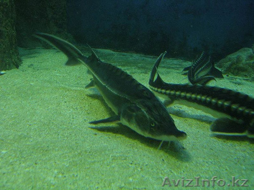 осетр от 3-5 кг. - Изображение #1, Объявление #1310950